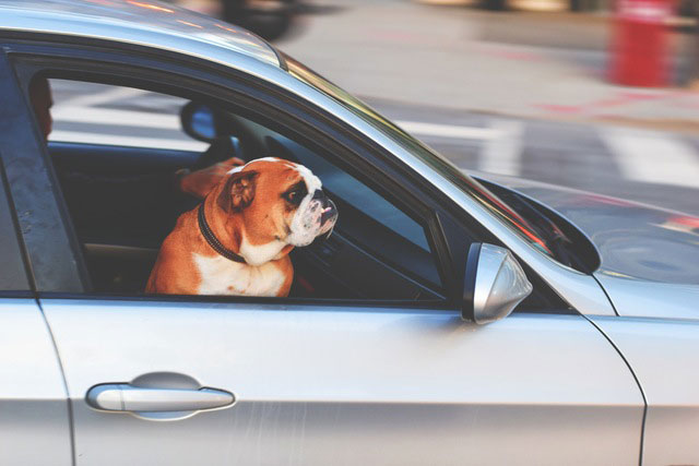 Chien à bord d'une voiture