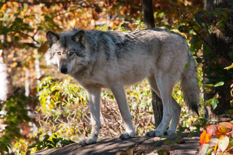 Parc Omega